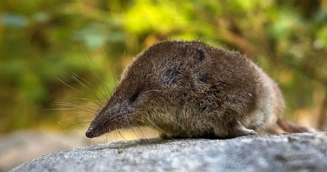 Which animal is the most gluttonous on Earth?