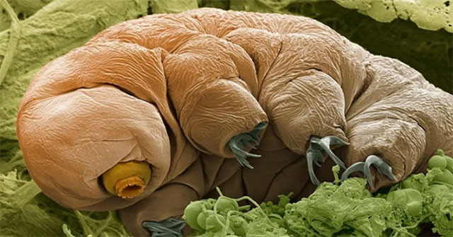 Which animal will last on Earth?