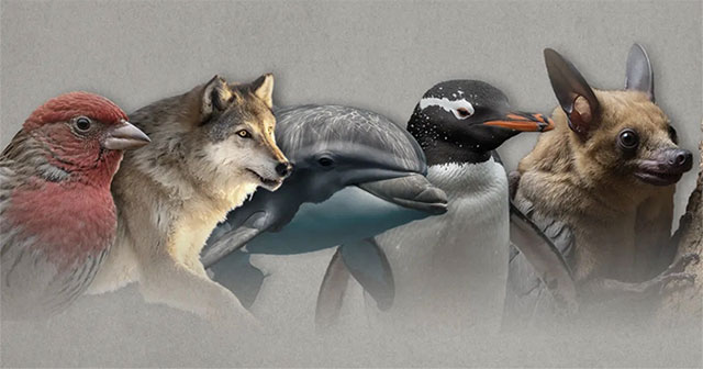 Which animals are susceptible to cancer?