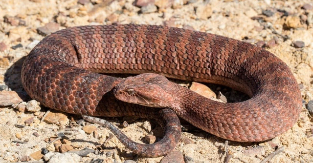 Which snake has the fastest speed on the planet?
