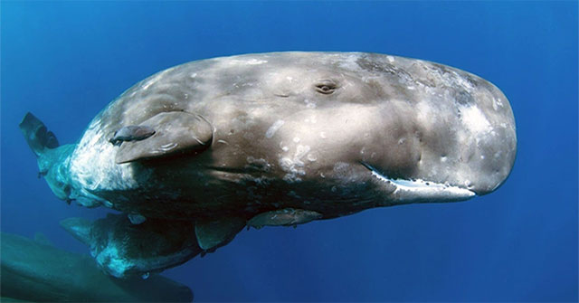 Which species has the biggest brain? Are they the smartest?