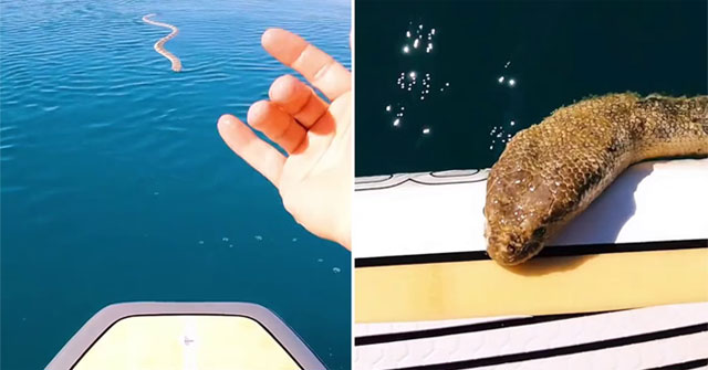 While rowing a boat, the man was 'questioned' by one of the most dangerous creatures