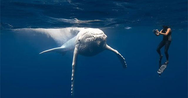 White humpback whale discovered, super rare creature in nature!