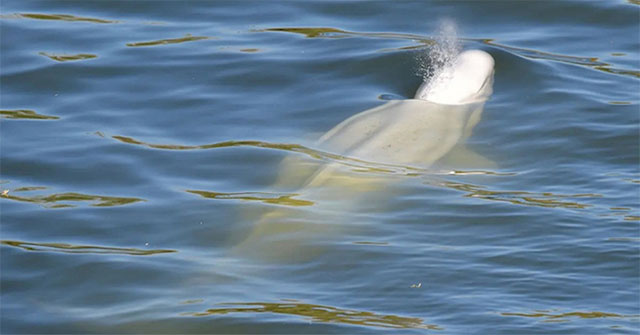 White whale stranded in the Seine