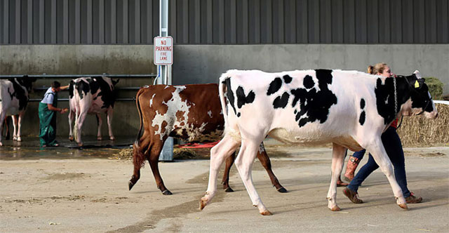 WHO detected H5N1 influenza virus in cow's milk