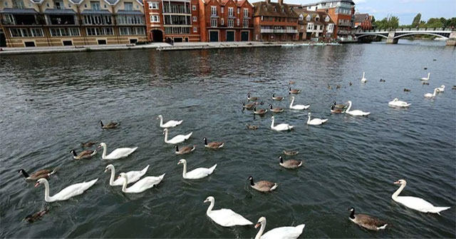 Why are all white swans in England owned by the queen?