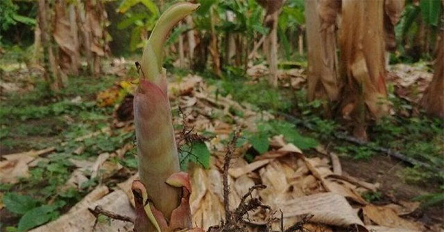 Why are banana trees cut down immediately after harvesting?