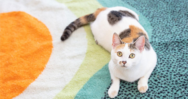 Why are calico cats always female?