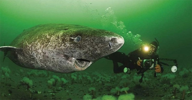 Why are deep-sea animals often huge in size?
