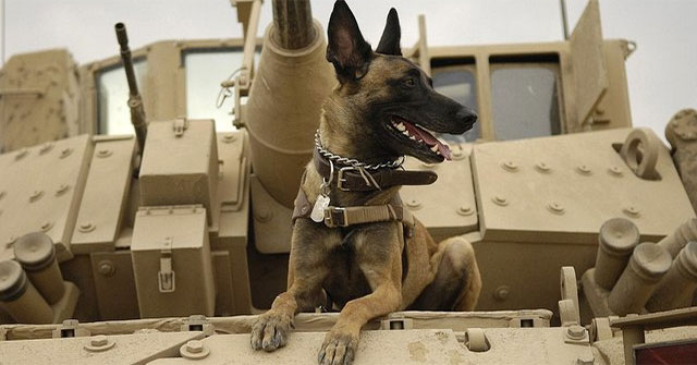 Why are dogs trained to detect drugs and bombs?
