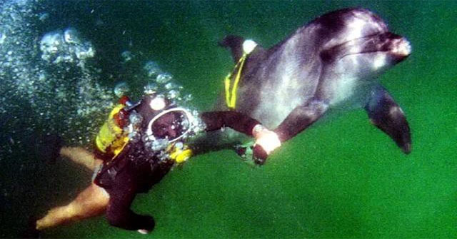 Why are dolphins deployed by Russia to protect an important base in the middle of the war with Ukraine?
