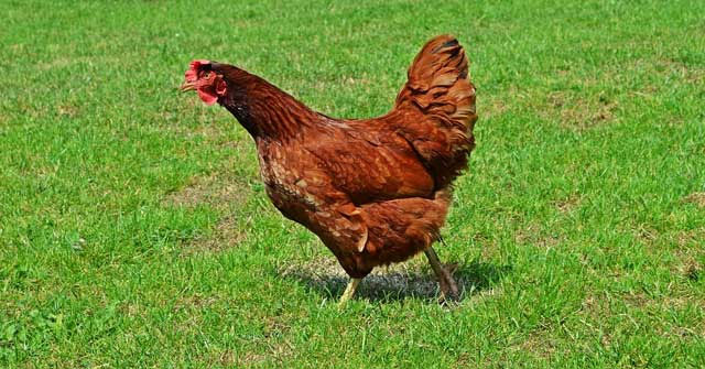 Why are hens imitating the crowing of a rooster considered a 'bad omen', often killed?