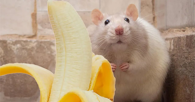 why-are-male-rats-so-scared-of-bananas