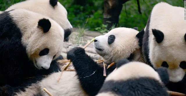 Why are pandas only found in China?