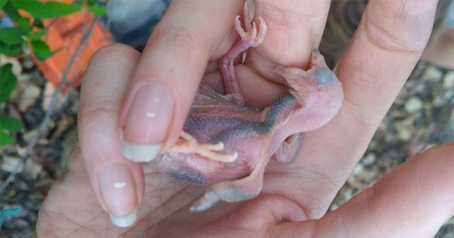 Why are parasitic birds stronger than the host's offspring?