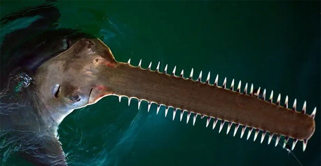 Why are sawtooth beak fish facing the risk of extinction?