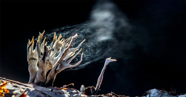 Why are some mushrooms poisonous and some not?