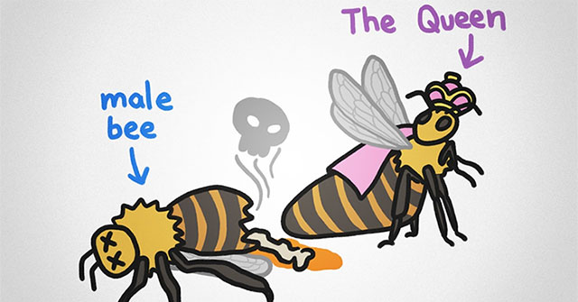 Why are there no male queen bees?