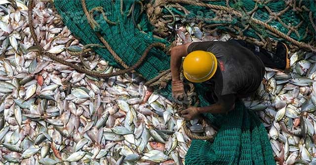 Why Are There So Many Giant Fish Flooding The Three Gorges Dam But No 