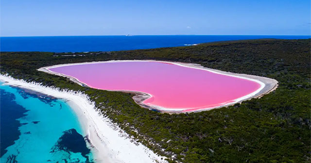 Why are there so many pink lakes in Australia?