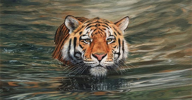 Why are tigers not afraid of water, love to swim and swim well?
