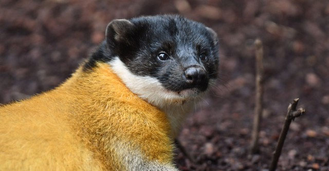Why can a weasel weighing only a few kilos hunt a wild boar weighing 250kg?