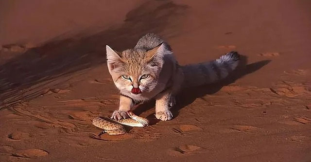 Why can desert cats eat poisonous snakes without getting poisoned?