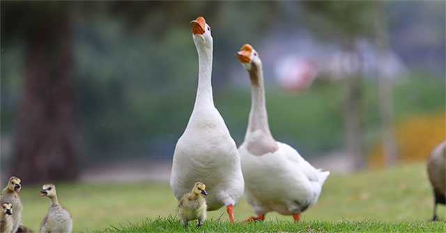 Why can geese guard the house instead of dogs?