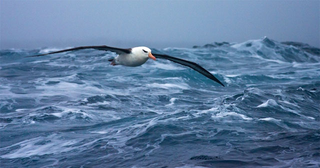 Why can migratory birds fly thousands of kilometers without eating?