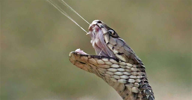 Why can some species of cobras spray venom precisely into the victim's eyes?