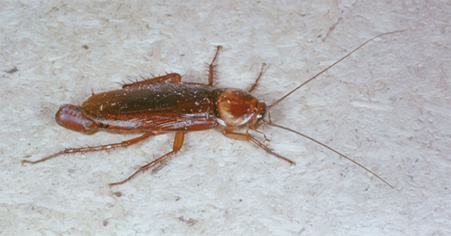 Why did cockroaches survive when a meteor wiped out the dinosaurs?