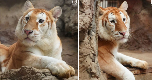 Why did hippo Moo Deng and tiger Nong Ava become idols in one step?