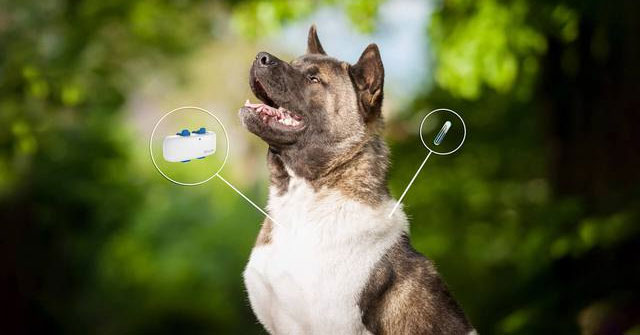 Why did Japan decide to use 'identity cards' for pets?