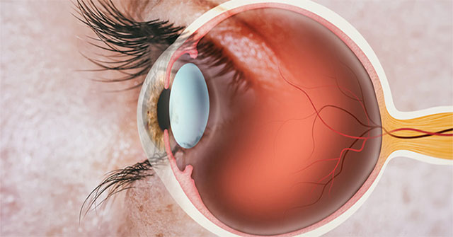 Why did scientists once think that the retina of the dead is the place to store memories?