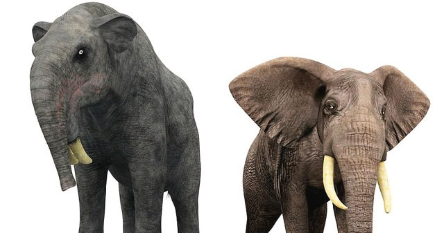 Why did the ancient elephant Deinotherium have inverted tusks?