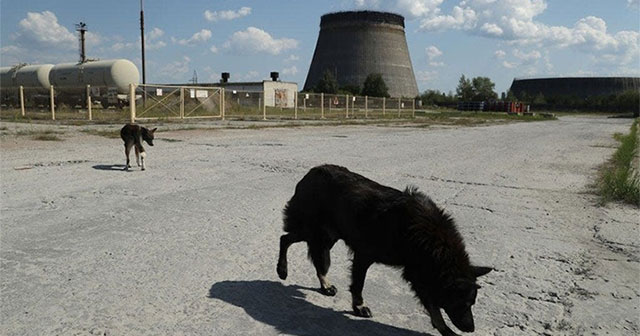 Why did the dogs at Chernobyl undergo such rapid evolution?