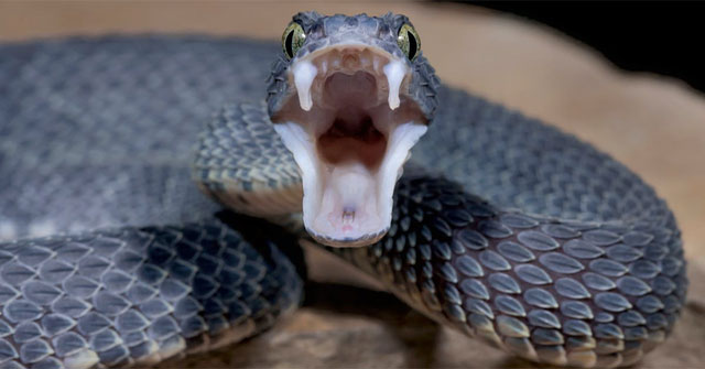 Why didn't humans evolve to possess venom like snakes?