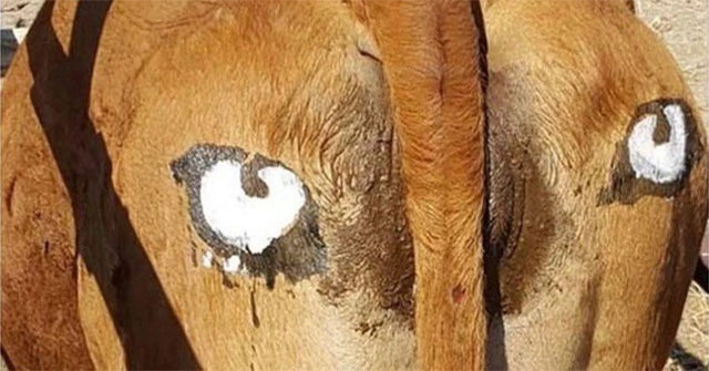 Why do African farmers draw eyes on their cows' buttocks?