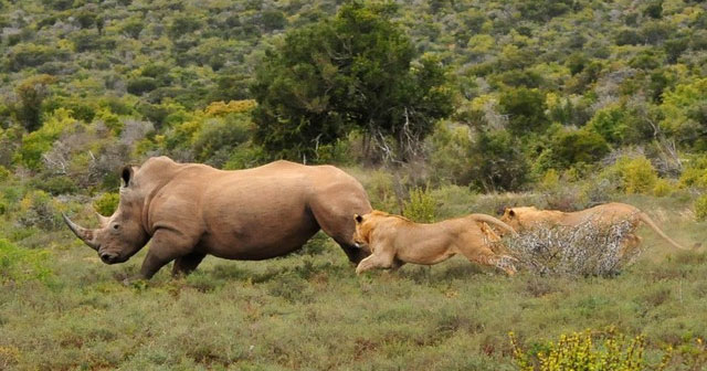 Why do African lions dare to hunt wild buffalo weighing nearly 1 ton but do not dare to hunt rhino?