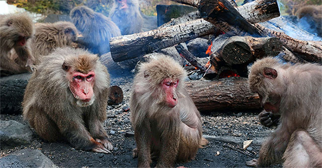 Why do animals in Japan suddenly 'rebellion', attacking people?