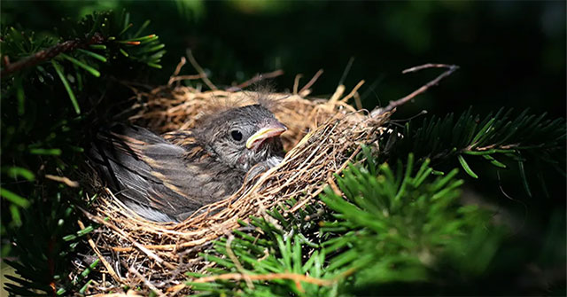 Why do birds with cup-shaped nests have a higher survival rate than birds with dome-shaped nests?