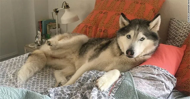 Why do dogs sometimes have seizures during sleep?