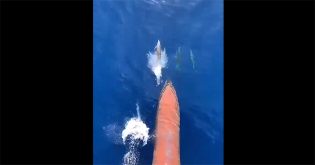 Why do dolphins like to ride waves in front of ships?