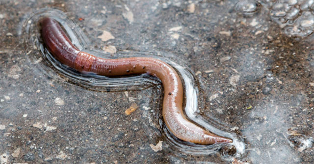 Why do earthworms appear more when it rains?