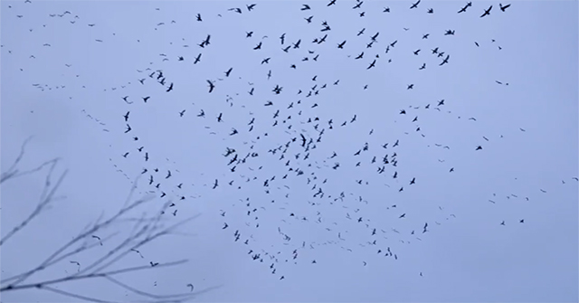 Why do hundreds of snow geese suddenly 'fall like figs' when passing through this death zone?
