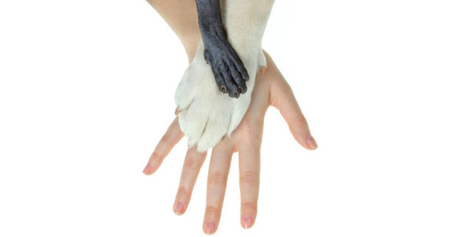 Why do mammals usually have 5 fingers?