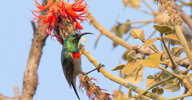 Why do many birds sing only 'one song' for millions of years?