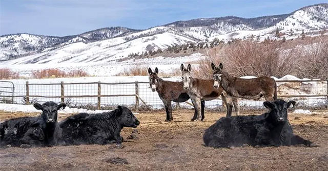 Why do many places in the United States keep donkeys to protect the herd instead of herding dogs?