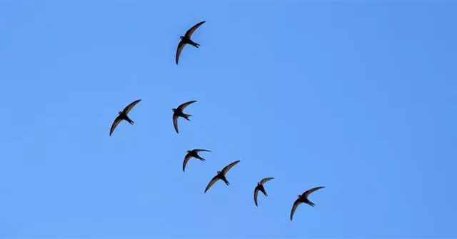 Why do migratory birds not always stay in the South but have to 'work hard' to fly to the North when the cold season is over?
