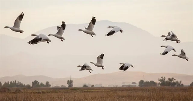 Why do migratory birds often have lighter feathers than usual?